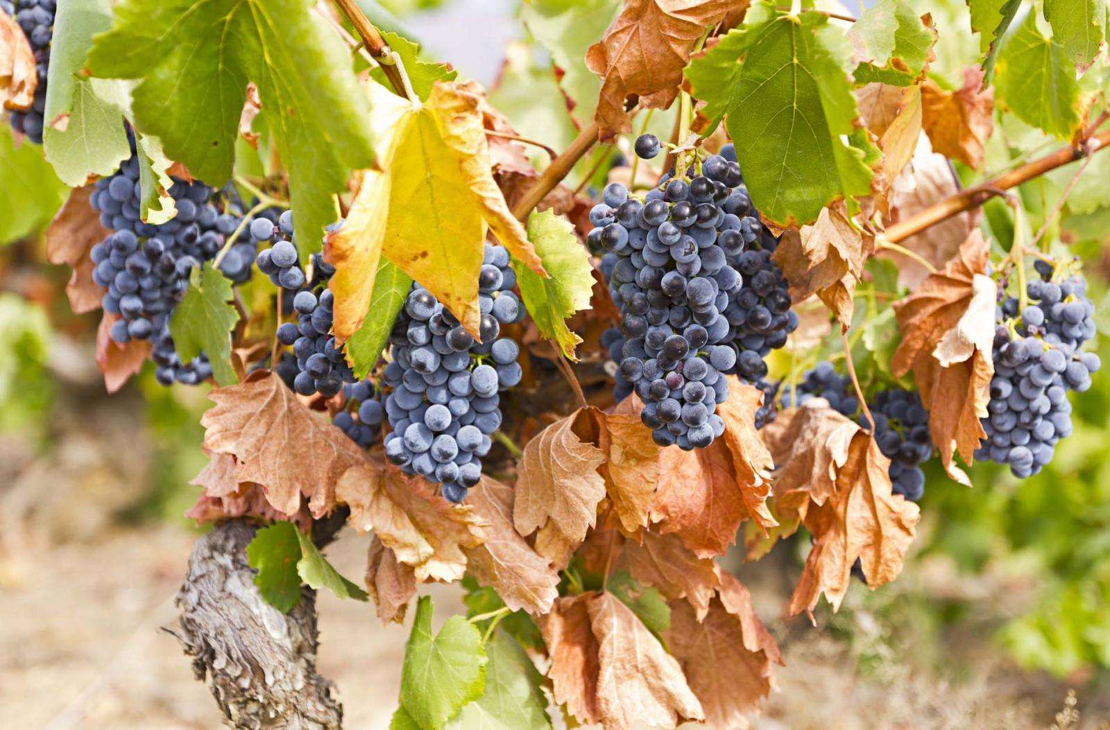 Hôtel De Cambis - Situation